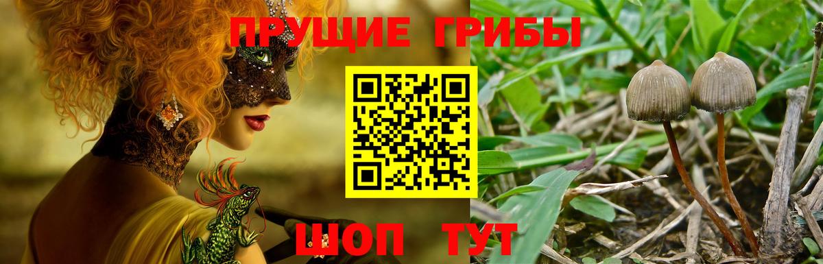 Владикавказ  Псилоцибиновые грибы GOLDEN TEACHER  Вход с VPN 